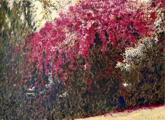 Bougainvillea