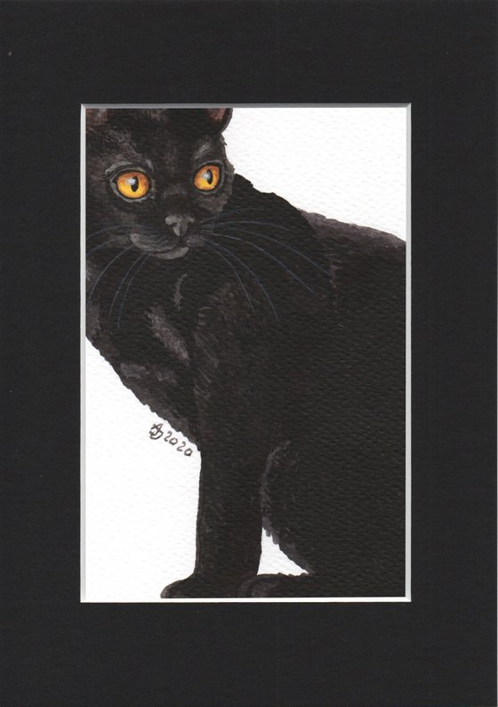 Cat Black in Black
