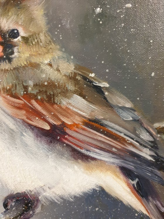 "Snow is falling.  " Cardinal of virgin   birds 2021