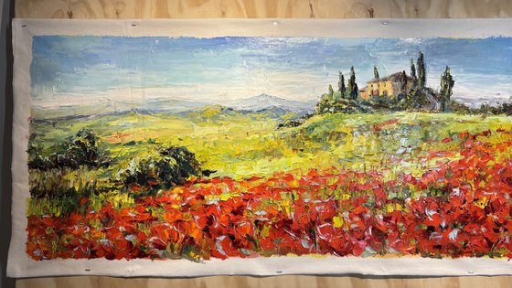 "Poppies of Tuscany.Sunny day."