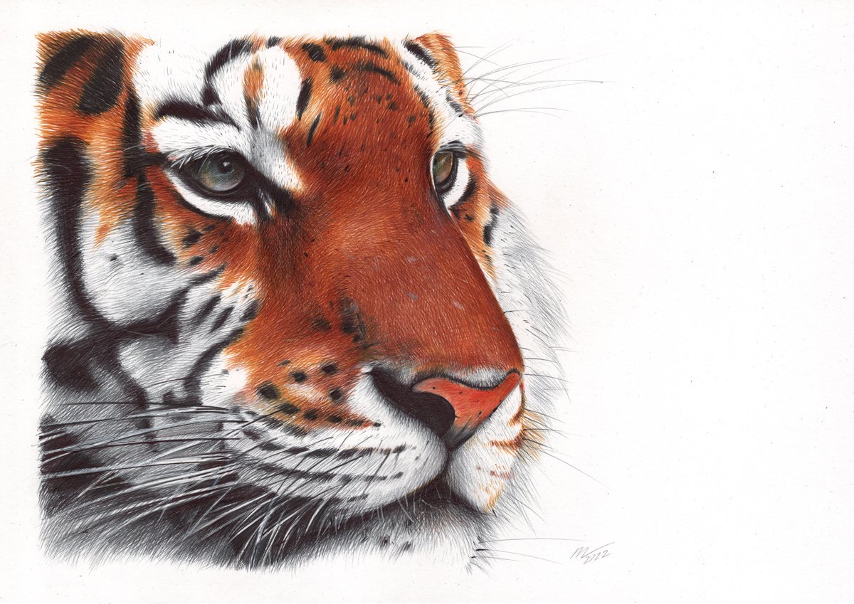 Tiger - Animal Portrait (Realistic Ballpoint Pen Drawing) by Daria Maier