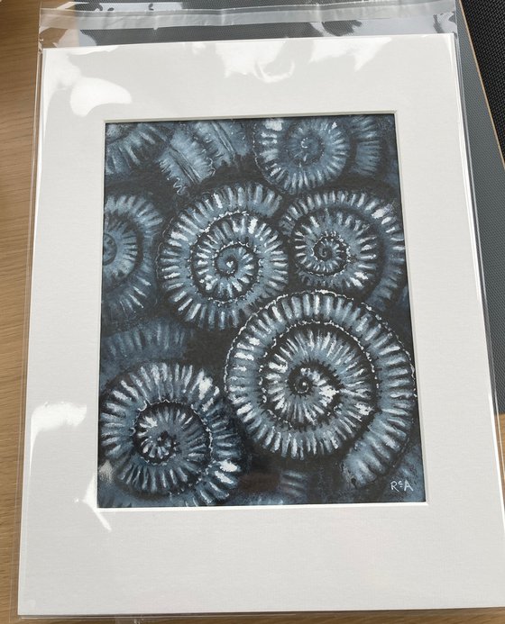 Ammonites II