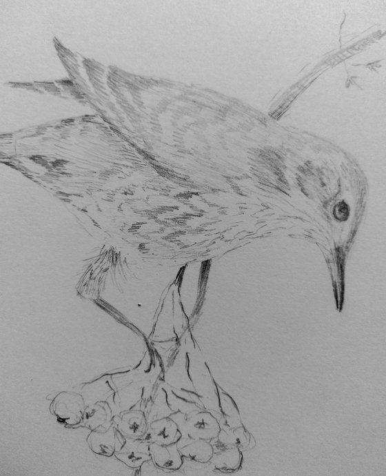 Birds. Original pencil drawing.