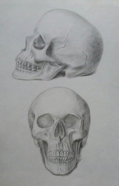 Skull. Original pencil drawing. by Yury Klyan