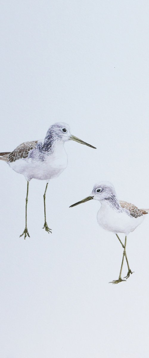 Common greenshank by Karina Danylchuk
