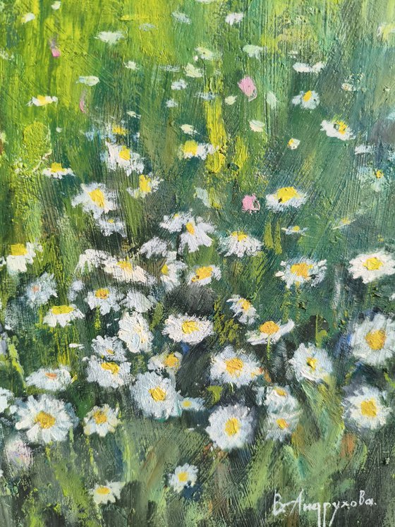 Field of daisies