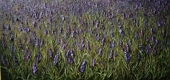 Lavender Landscape
