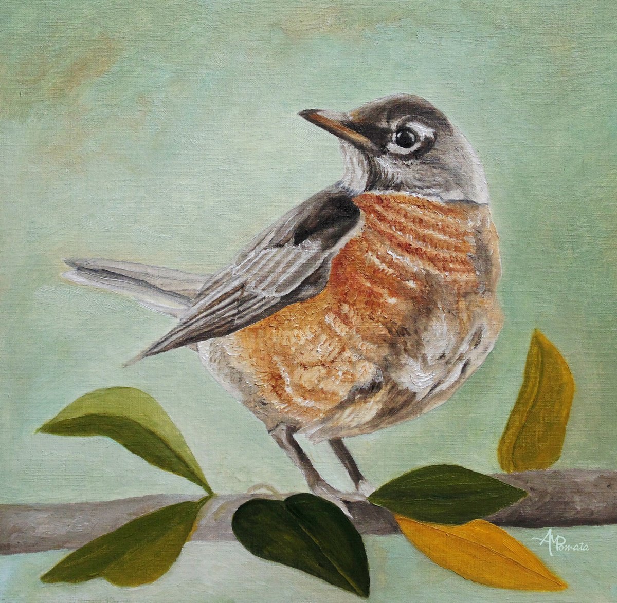 Impressionistic Animal Oil Painting By Angeles M. Pomata, 9 X 9, American Robin, Original Artwork
