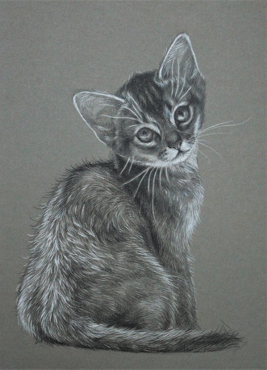 Abyssinian cat by Tatjana Bril