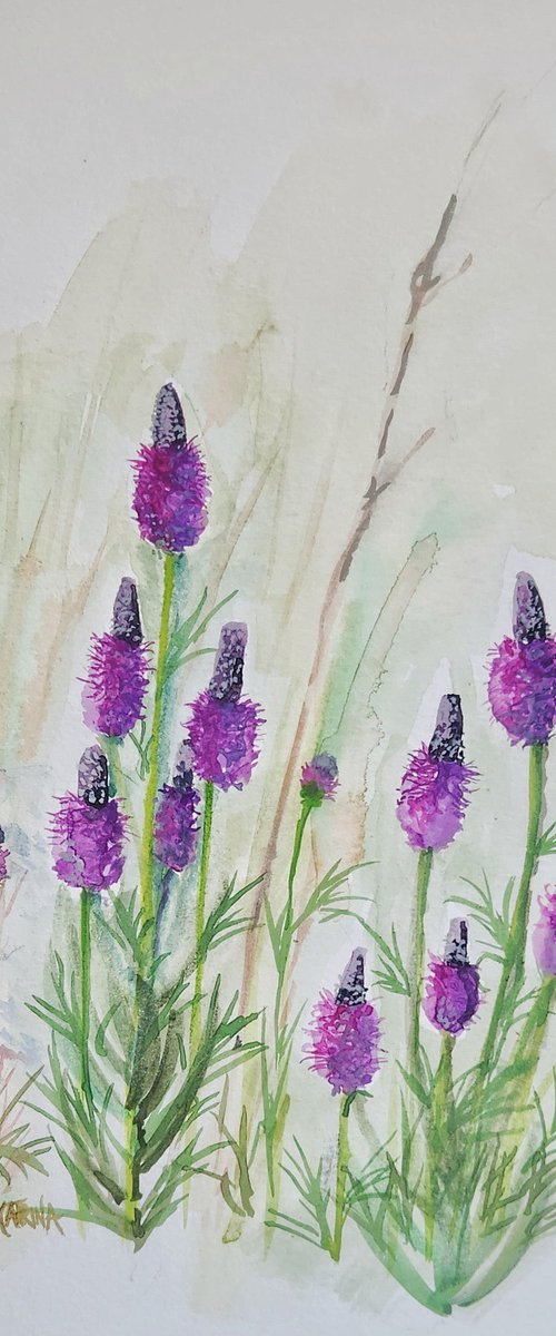 Purple Prairie Clover by Katrina Case