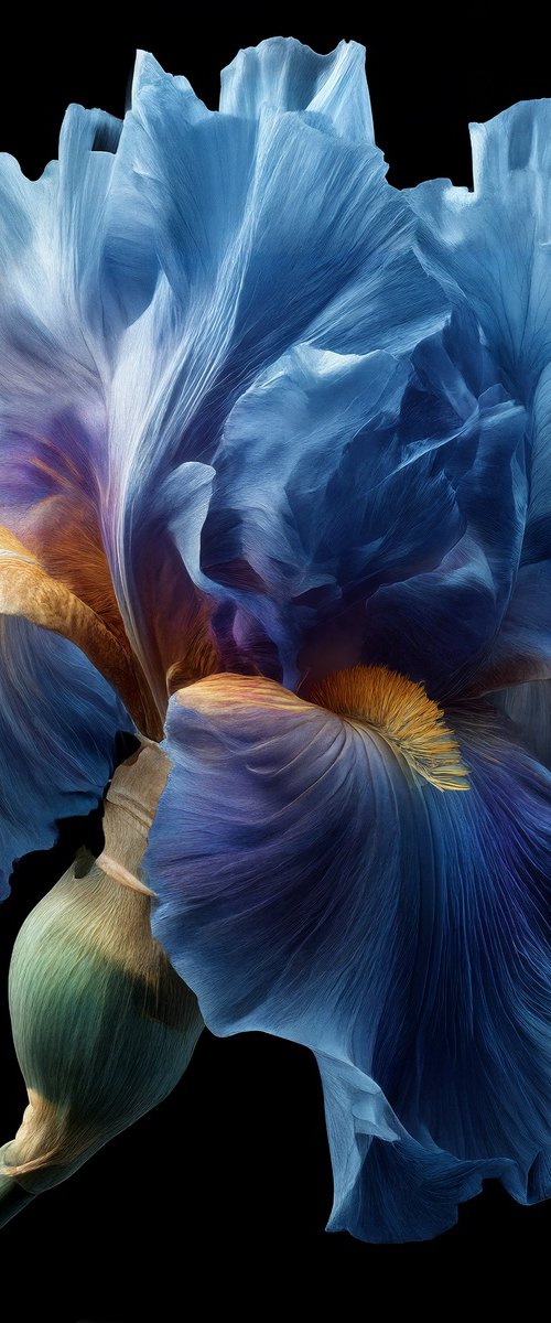 Celestial Iris by MICHAEL FILONOW