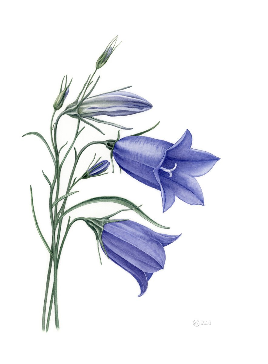 Photorealistic Botanical Watercolour By Yuliia Moiseieva, 11 X 15", Blue Campanula, Original Artwork
