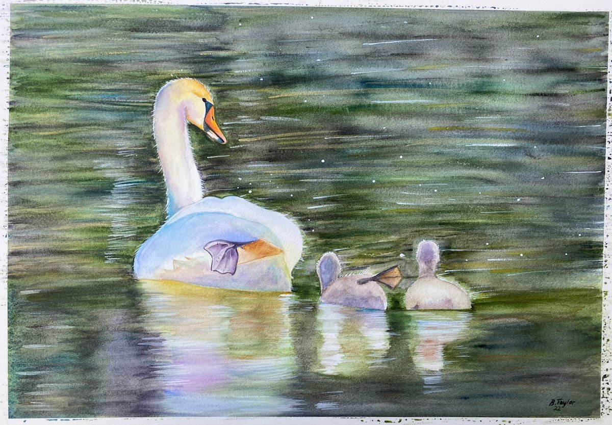 The big stretch! Swans watercolour painting by Bethany Taylor