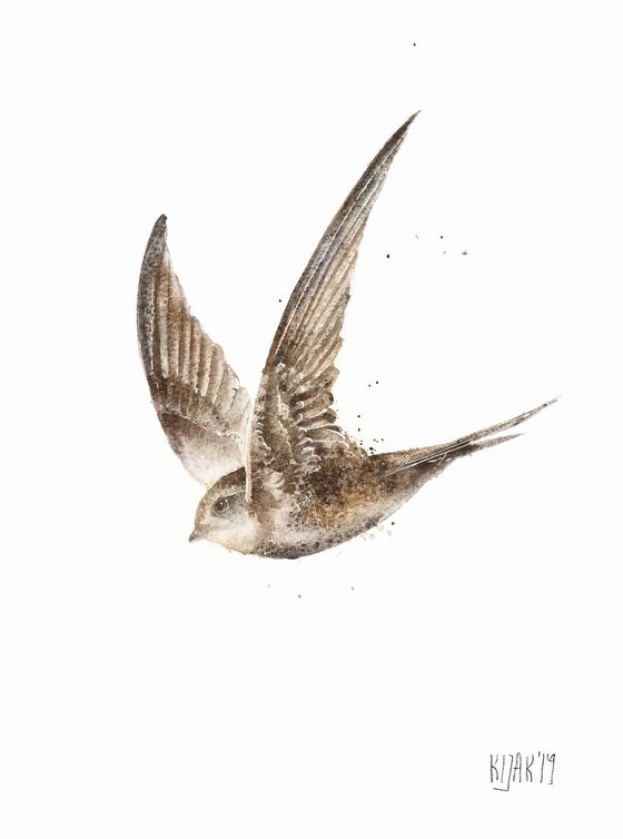 Swift, wildlife, birds watercolours