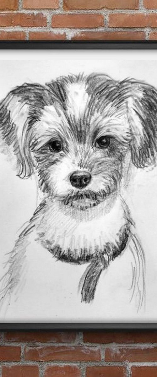 BiewerTerrier Pet Dog sketch by Asha Shenoy