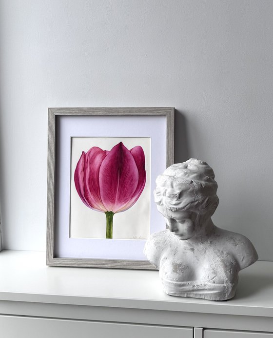 Pink Tulip