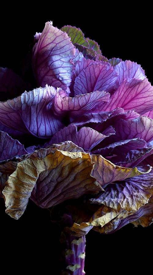 Kale in Decay by Nadia Culph