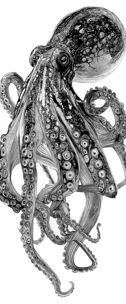 Octopus in Pencil by Paul Stowe