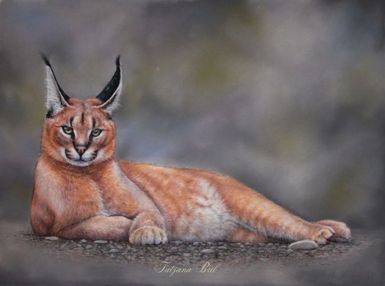 Caracal or the Desert Lynx