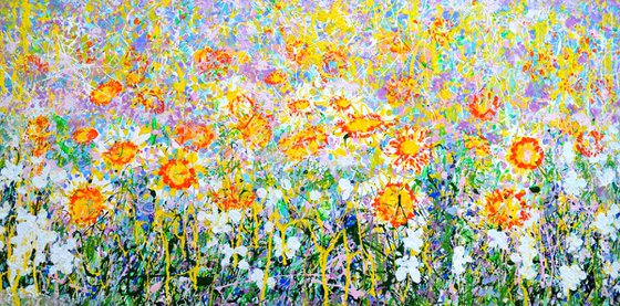 Daisy Blooms