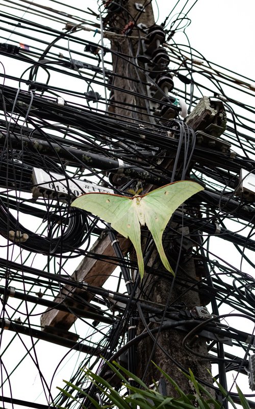 Fragility in the Grid by YIBO WANG
