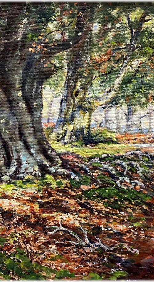 Ancient Beech, New Forest by Peter Frost