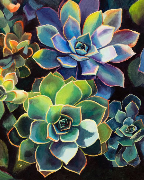 Blue succulent plants in sun