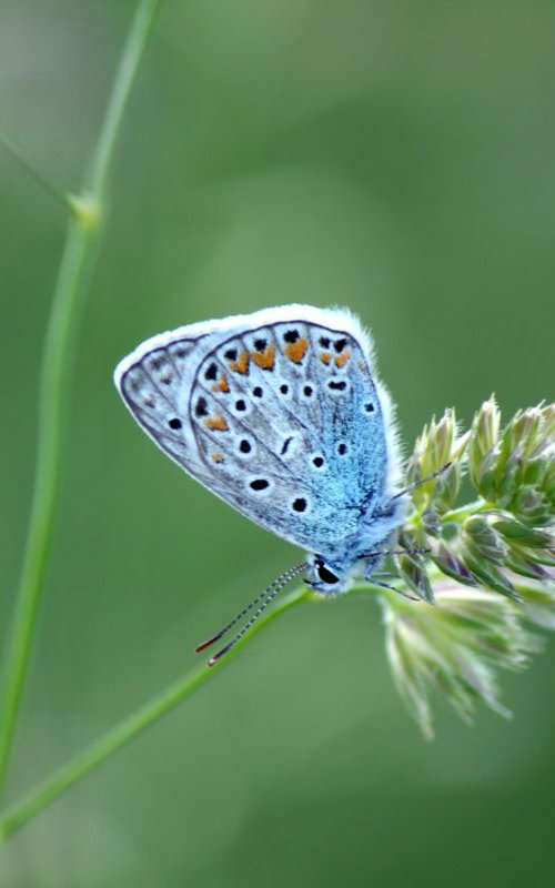 Lonely butterfly by Sonja  Čvorović