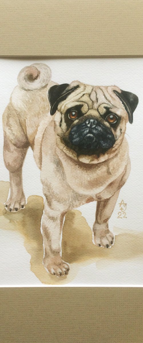 Pug by Jolanta Czarnecka