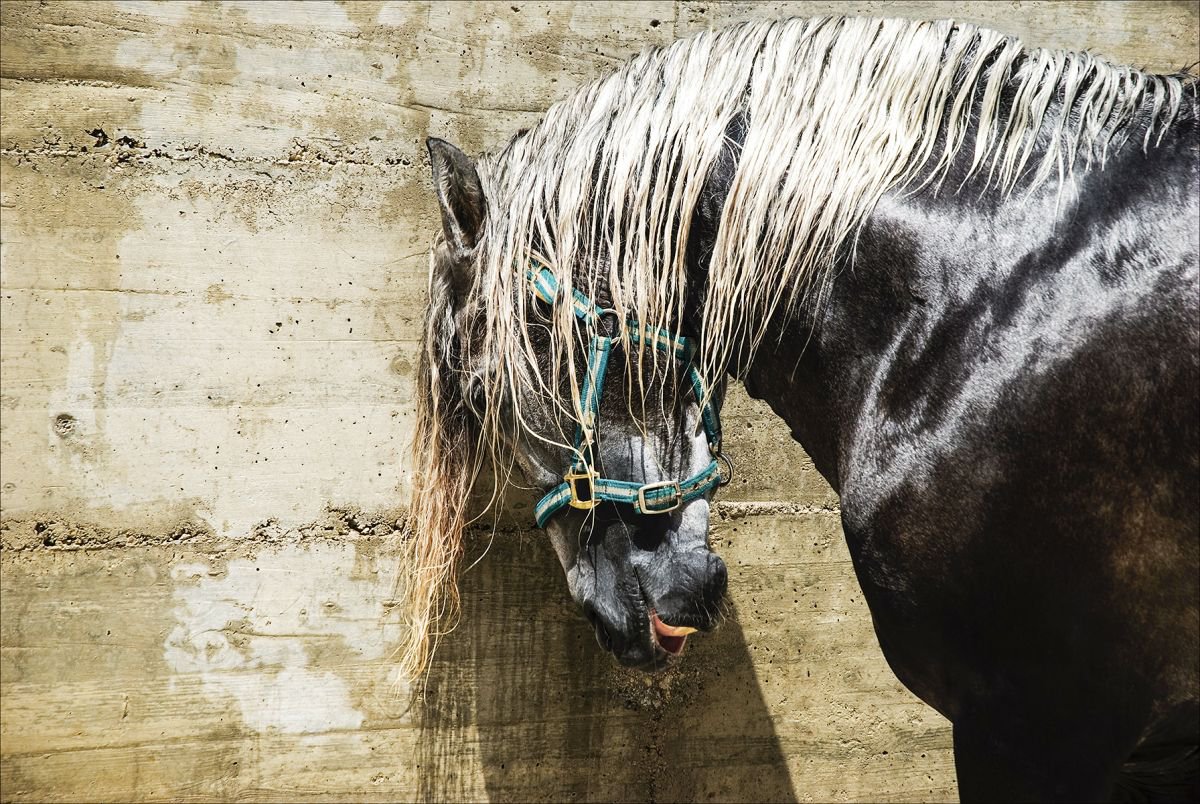 Photorealistic Animal Photograph By Andrew Lever, 60 X 40, Black And Blonde , Original Artwork