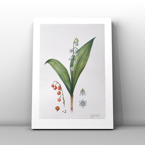 Lily of the valley flower botanical illustration