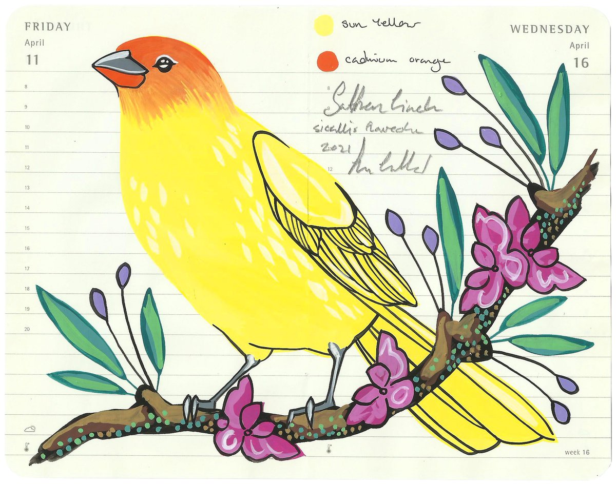 Birds of South America: Saffron Finch by Fran Giffard