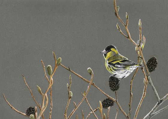 Original pastel drawing bird "Eurasian siskin"