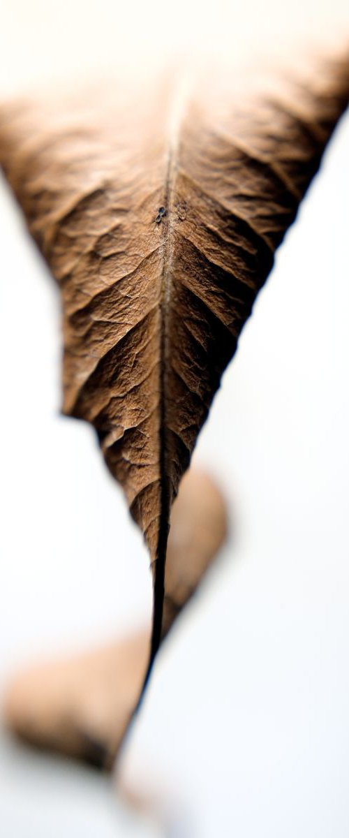 Leaf #10 by Peter Iverson