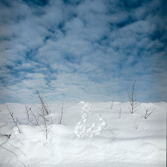 Winter path to the blue