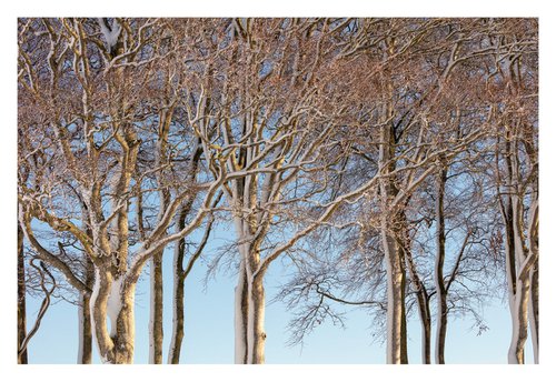 February Trees by David Baker