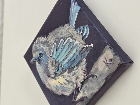 "Splendid Fairy-wren"