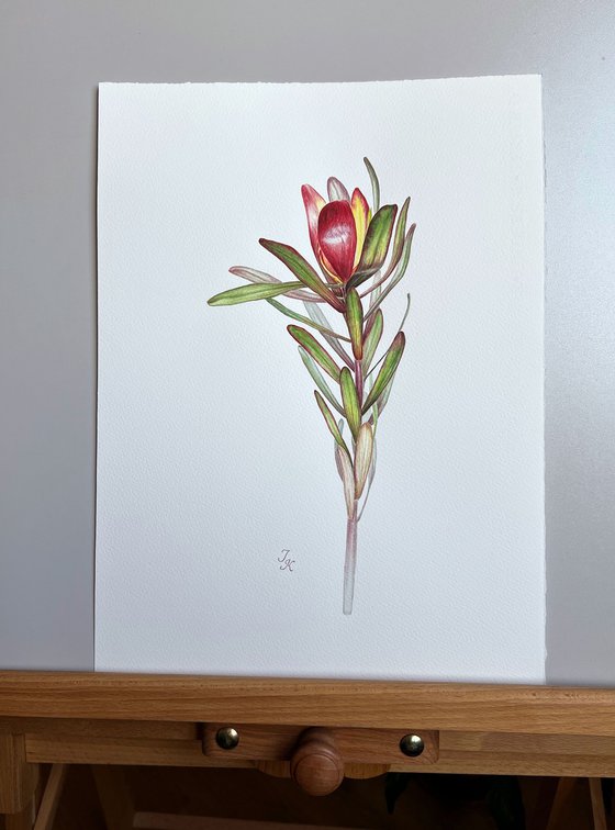 Leucadendron