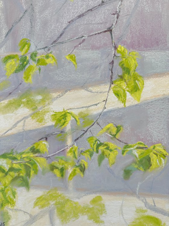 Linden. Blossomed