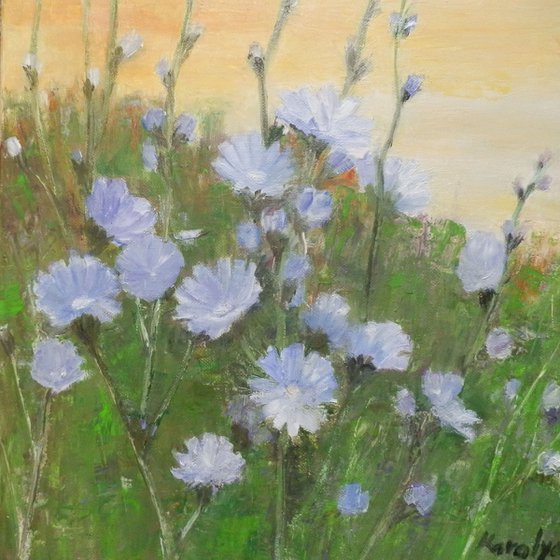 Field with chicory flowers