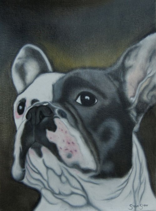 French Bulldog study on paper. Free Shipping by Steven Shaw