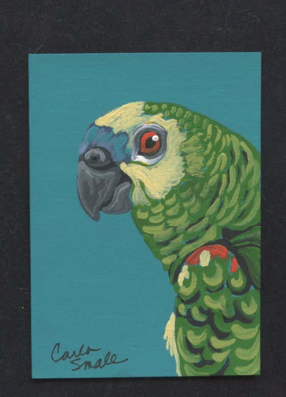 Amazon Parrot