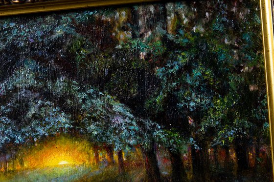 Sunset in the forest