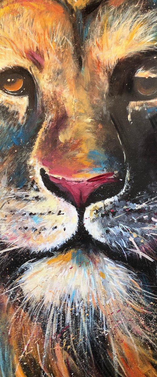 Lion stare by Ewen Macaulay