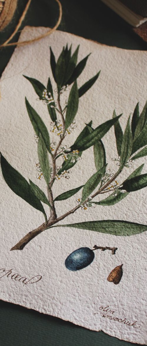 Olea Europae by Olya Tereschuk