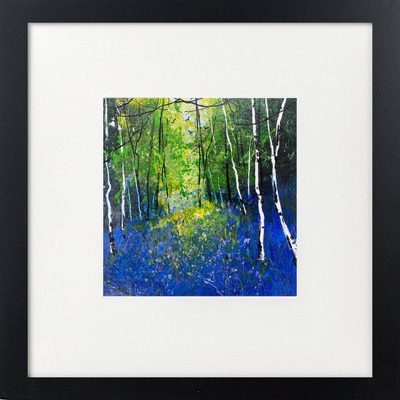 Seasons - Bluebells silver birches & beech trees