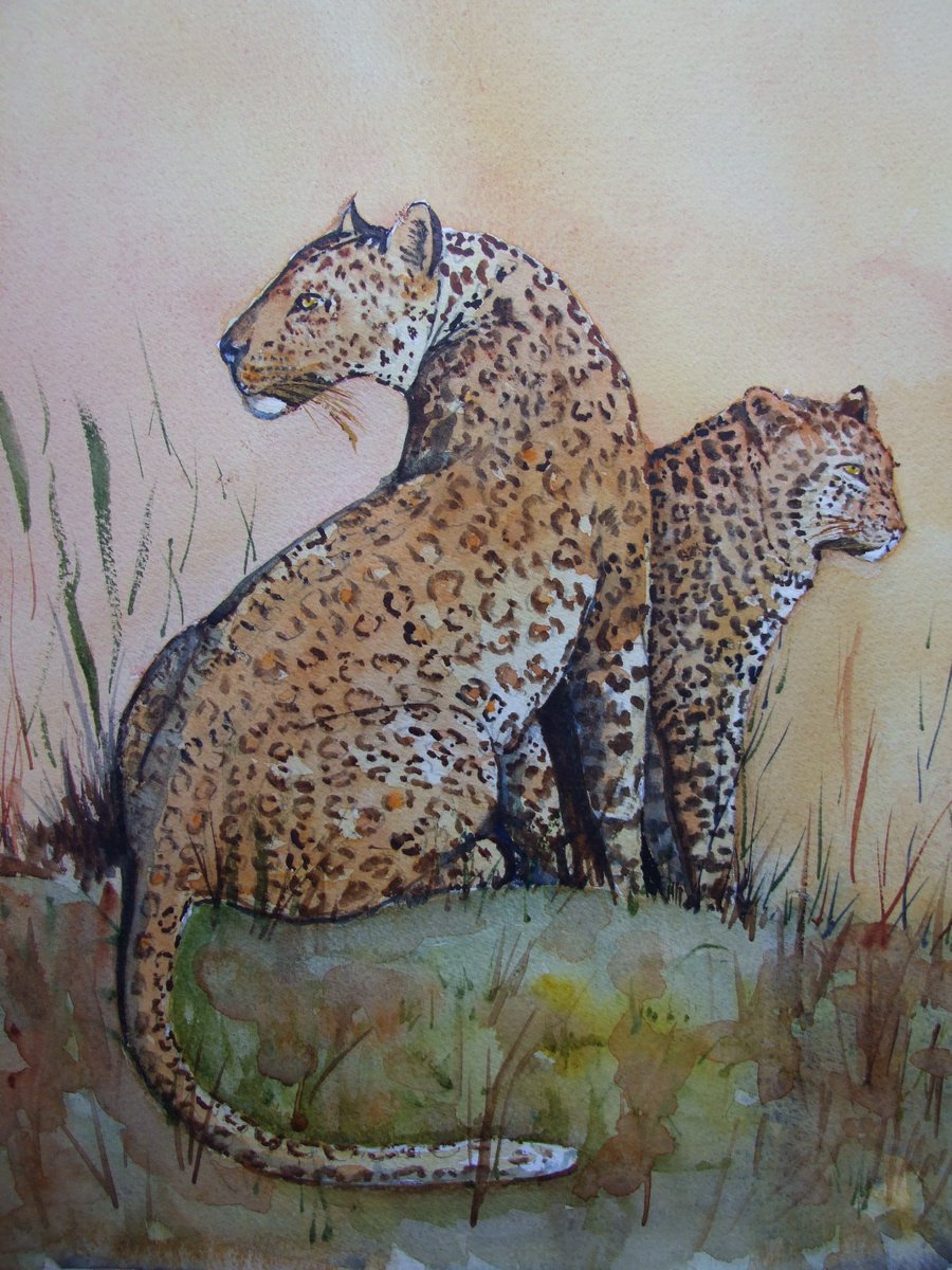Leopard Study by David Harmer