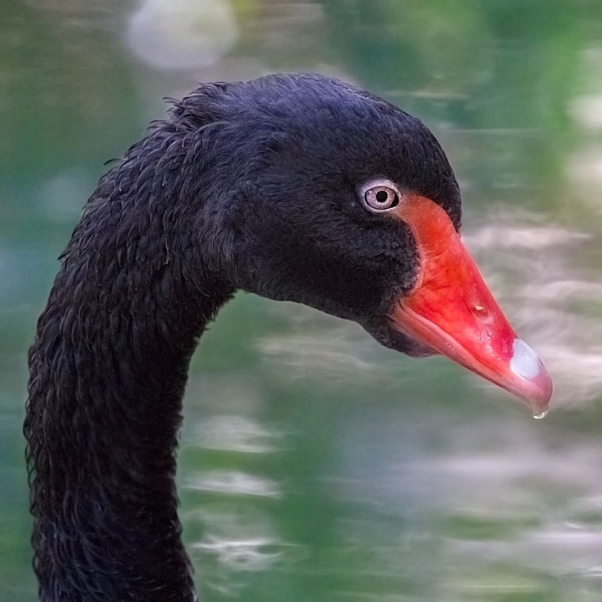 Animals Birds - Black Swan with droplet, Port Douglas, Queensland, Australia by MBK Wildlife Photography