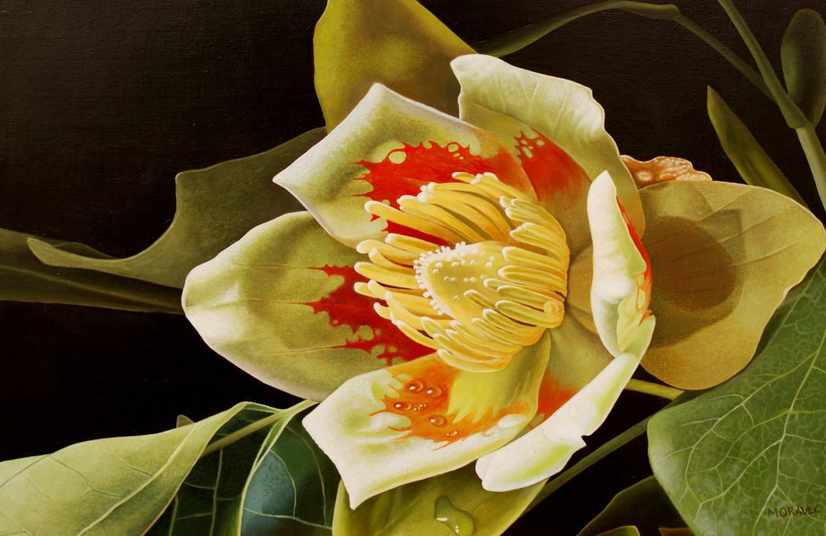 Liriodendron Tulipifera by Dietrich Moravec