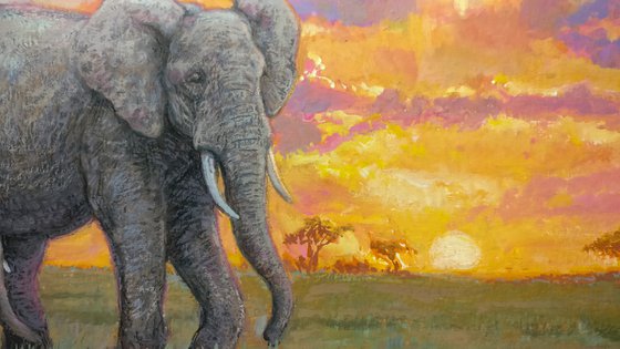 Elephants at sunset